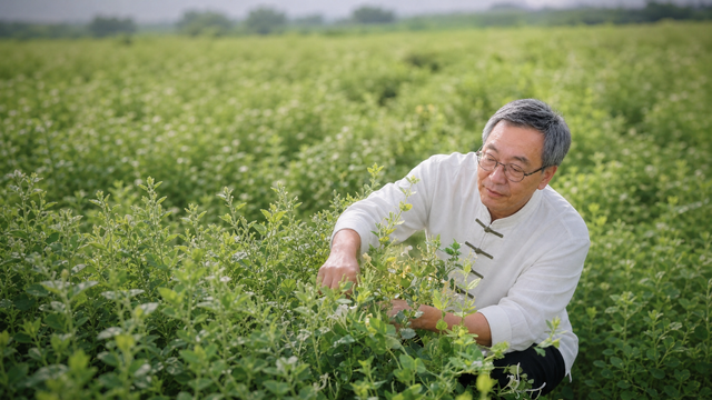 iTREE founder and herbal tea craft